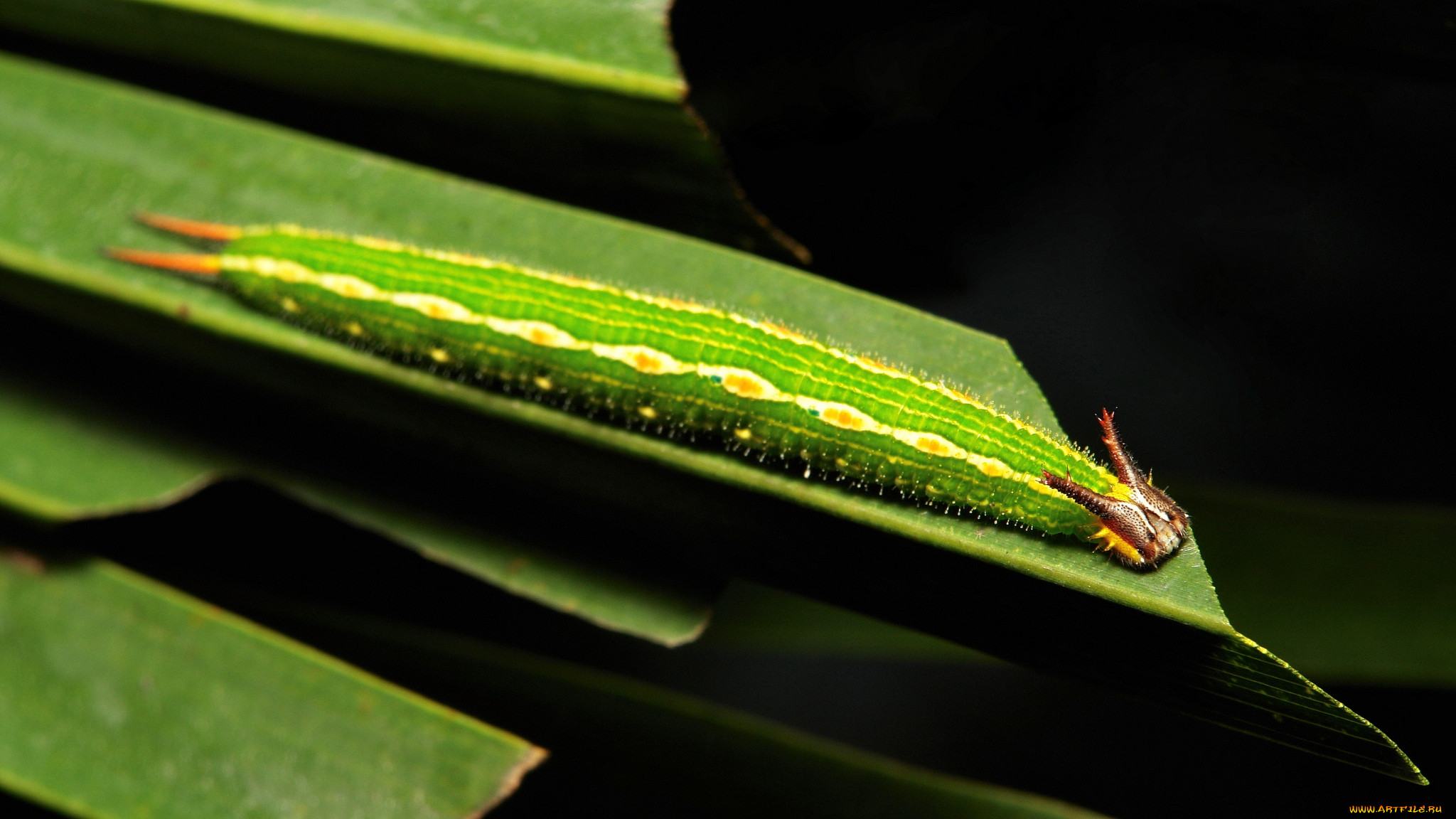 , , itchydogimages, , , 